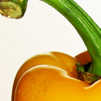Projet d'étude : création de l’identité visuelle et du site internet pour le nouveau sorbet au légume Gum, Hervé Augoyat à Lyon.